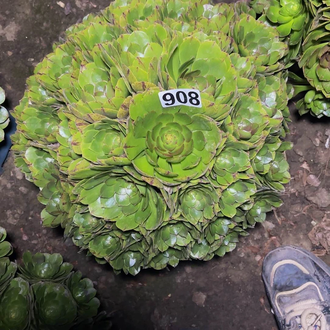 万圣节拉丝14-2包邮