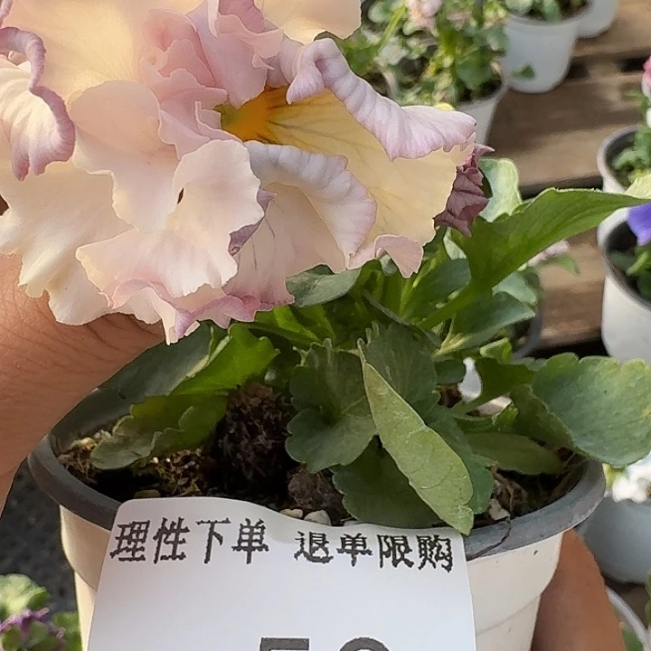 无花朵L058角堇小苗一物一拍苗晃