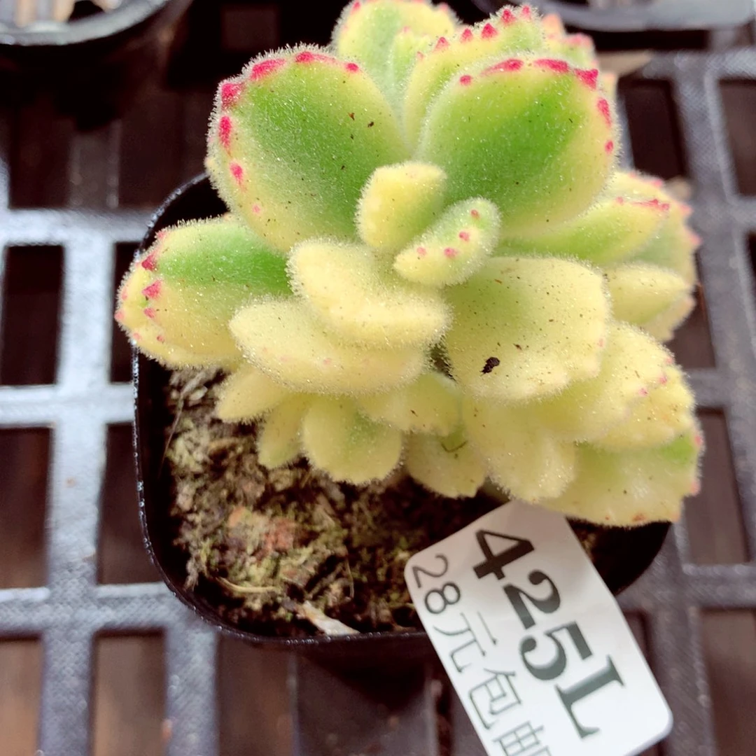 5厘米盆精控多肉425