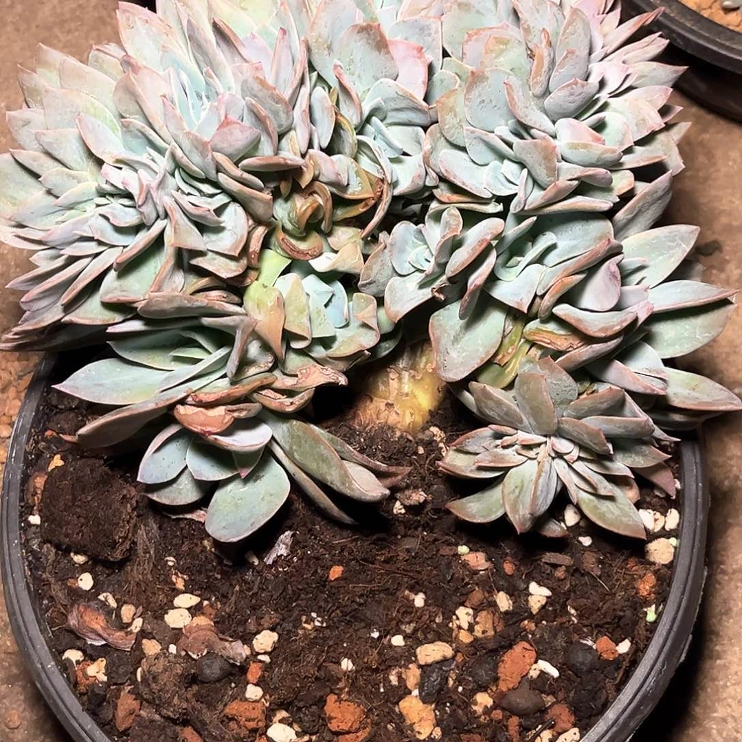 彩***！程成多肉植物紫凤