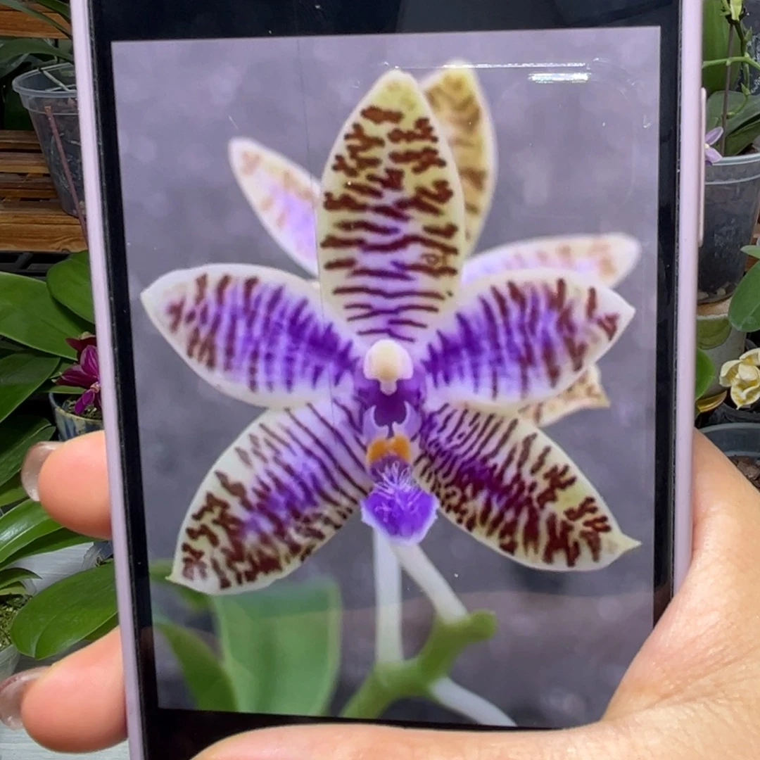 当前无花栽培后可以开花蓝路德