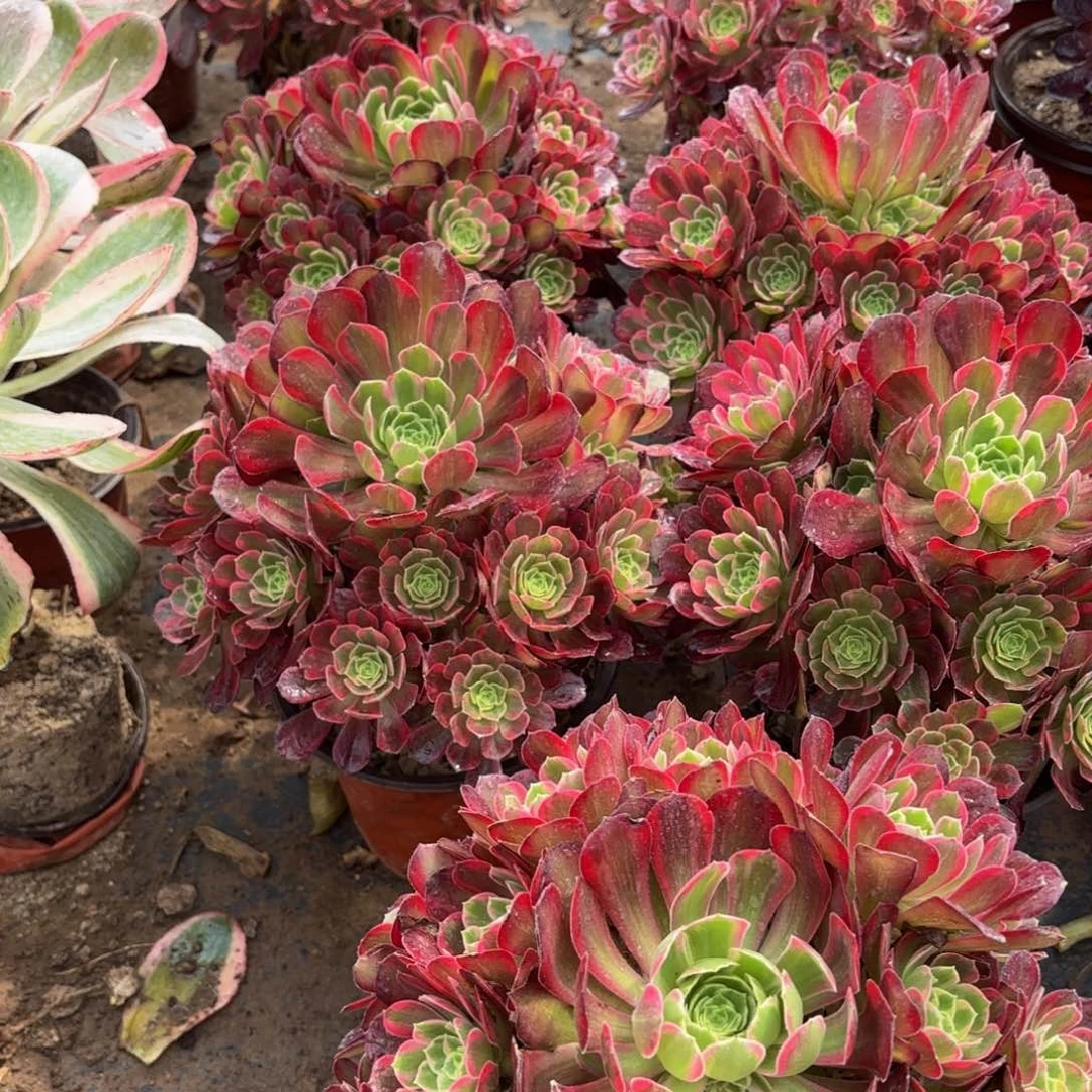 安娜9.9多肉植物