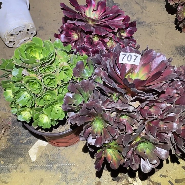 小*多肉植物断枝不包707法师3颗