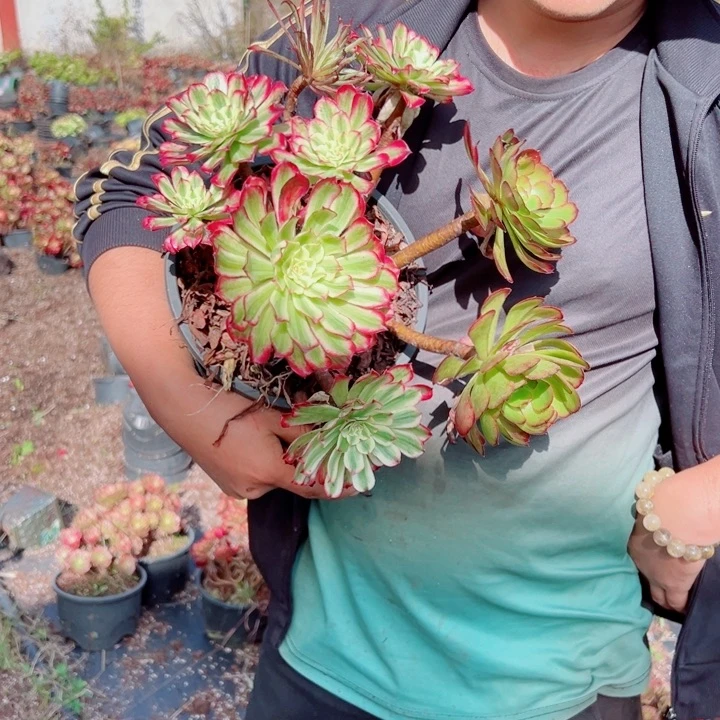 琉璃露养多肉法师