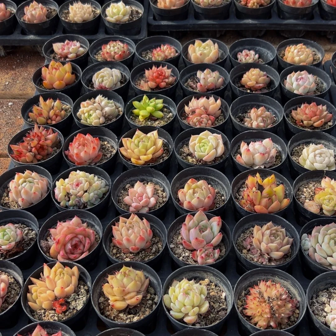 909多肉葡萄的味道真的