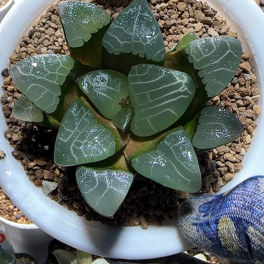 19号实生克里克特 大型种7.7 厘米左右一物一拍带盆发货