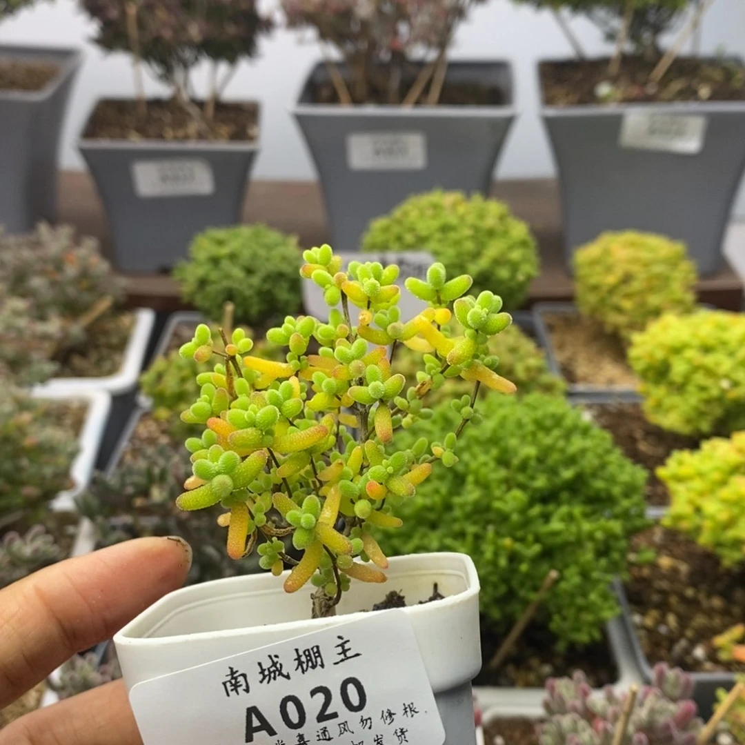 020蜜橘糖球枝干番杏