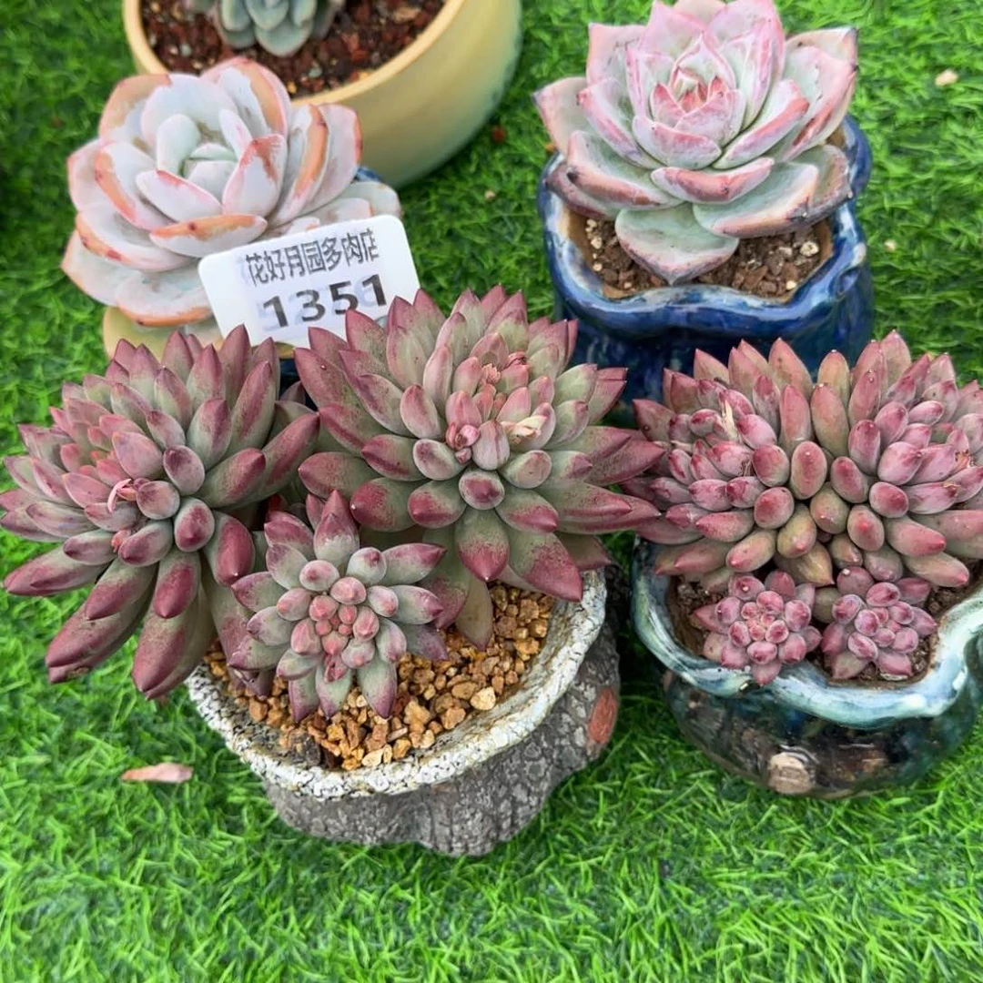 墨*恩多肉植物1351，1352不带盆两颗