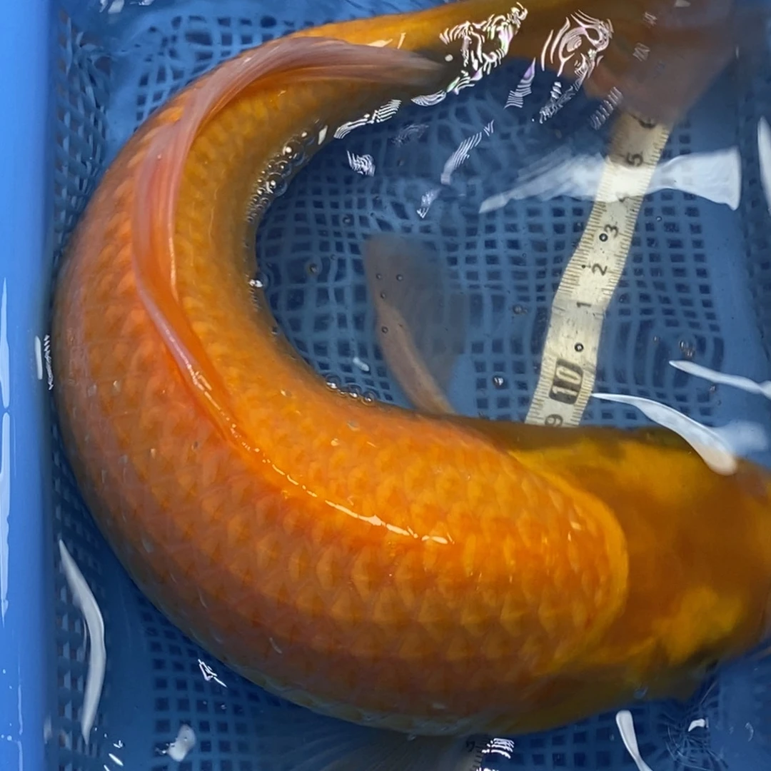 锦鲤冷水锦鲤包邮