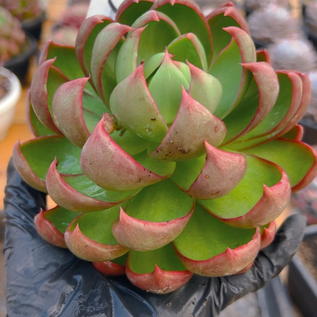 小****?惊鸿仙子一物一拍1036号