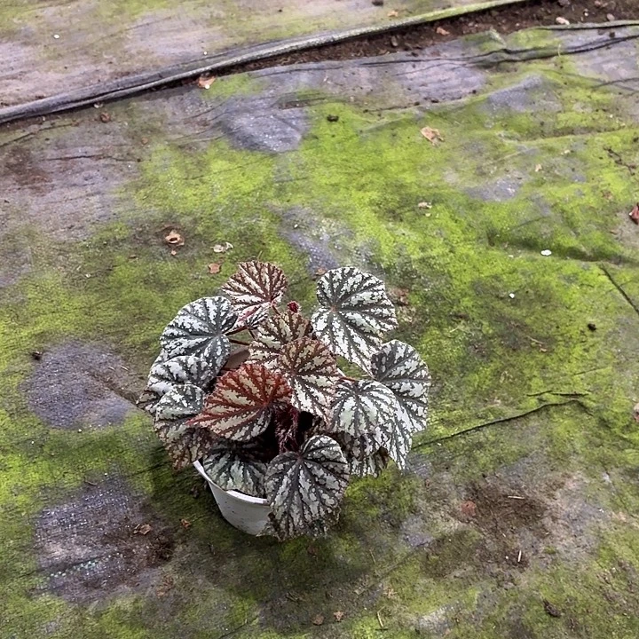 完全开放空山新雨