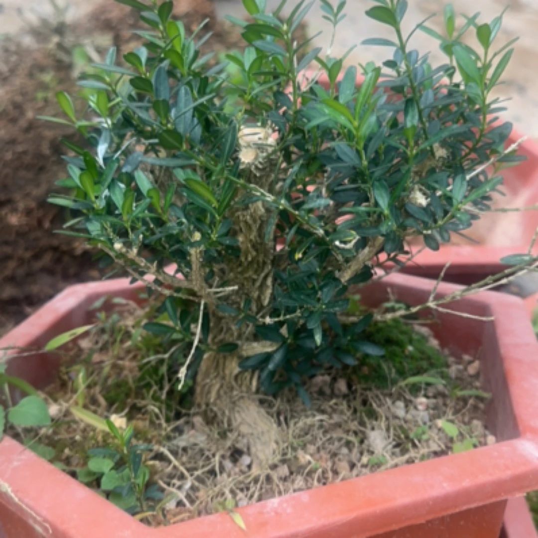 黄杨 5年苗3-4公分老盆口土球发货