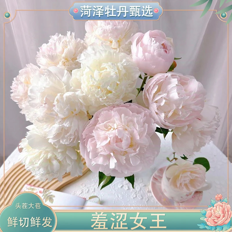 精品羞涩女王花束芍药鲜切花重瓣渐变菏泽A+级淡荔枝香菏泽直发