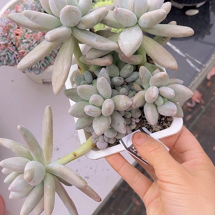 白兰地30148多肉植物