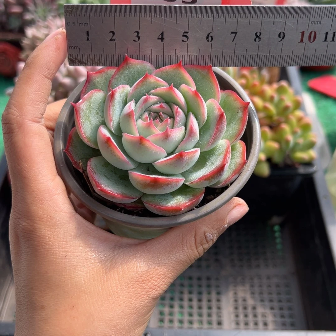 表妹精品多肉植物805.