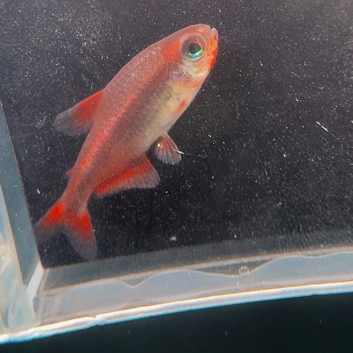 灯科鱼左下缸12号血魔有黑斑2厘米一条