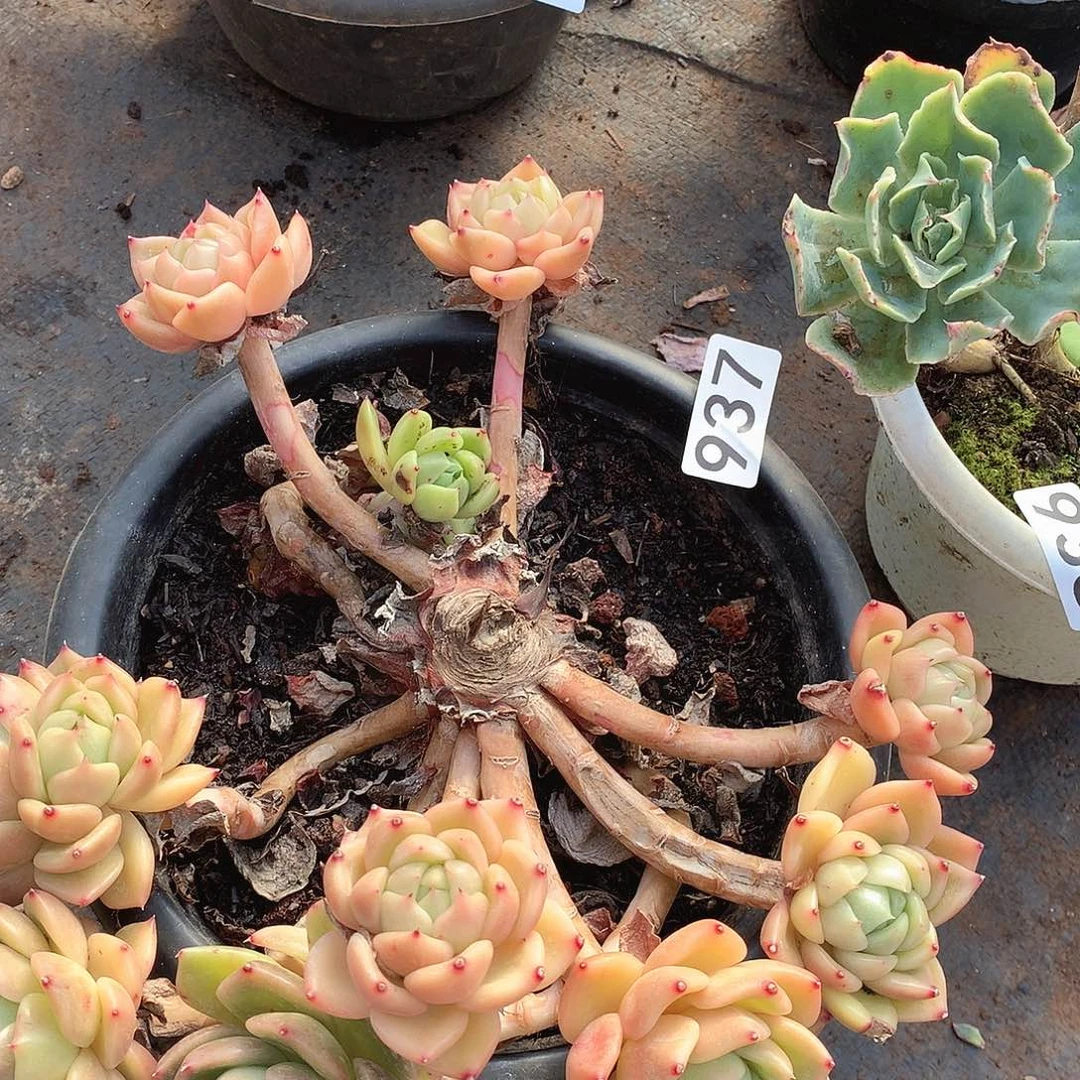 937白玫瑰不售后一物一拍多肉