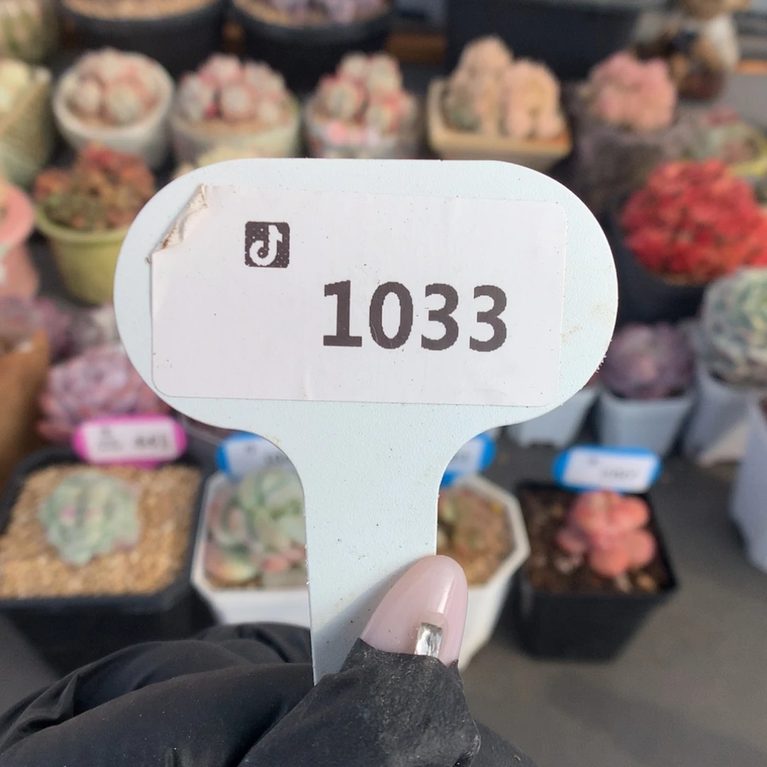 1033 冰玉石化盲盒拍