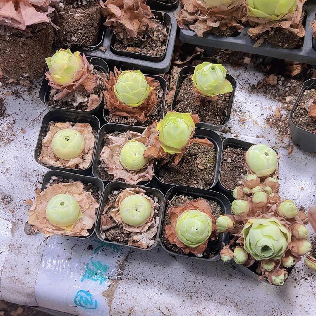 彩鸡蛋组合11盆带盆带土