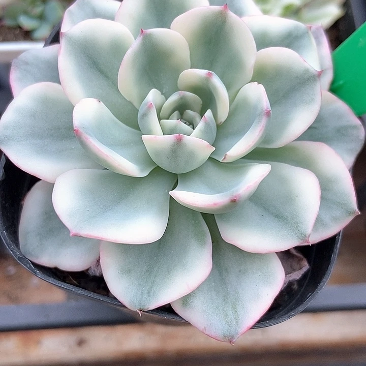 多肉植物黄桃锦989多肉