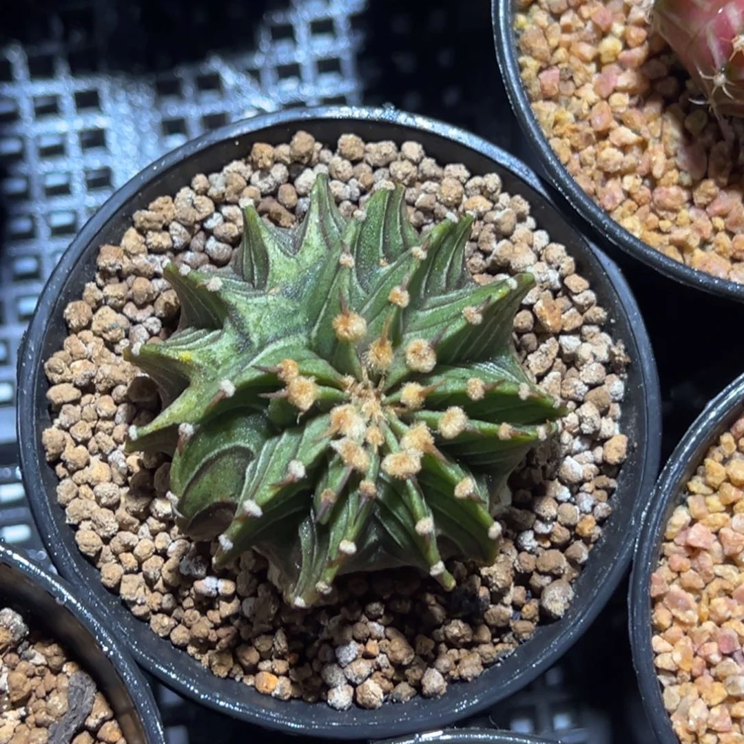 实生肋骨缀化带盆土发货