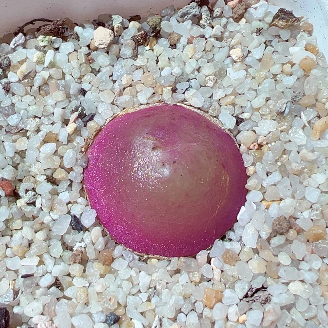 528-430多肉大灯牌2.8cm