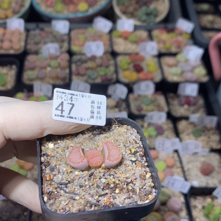 碎***?开播福利多多34.47