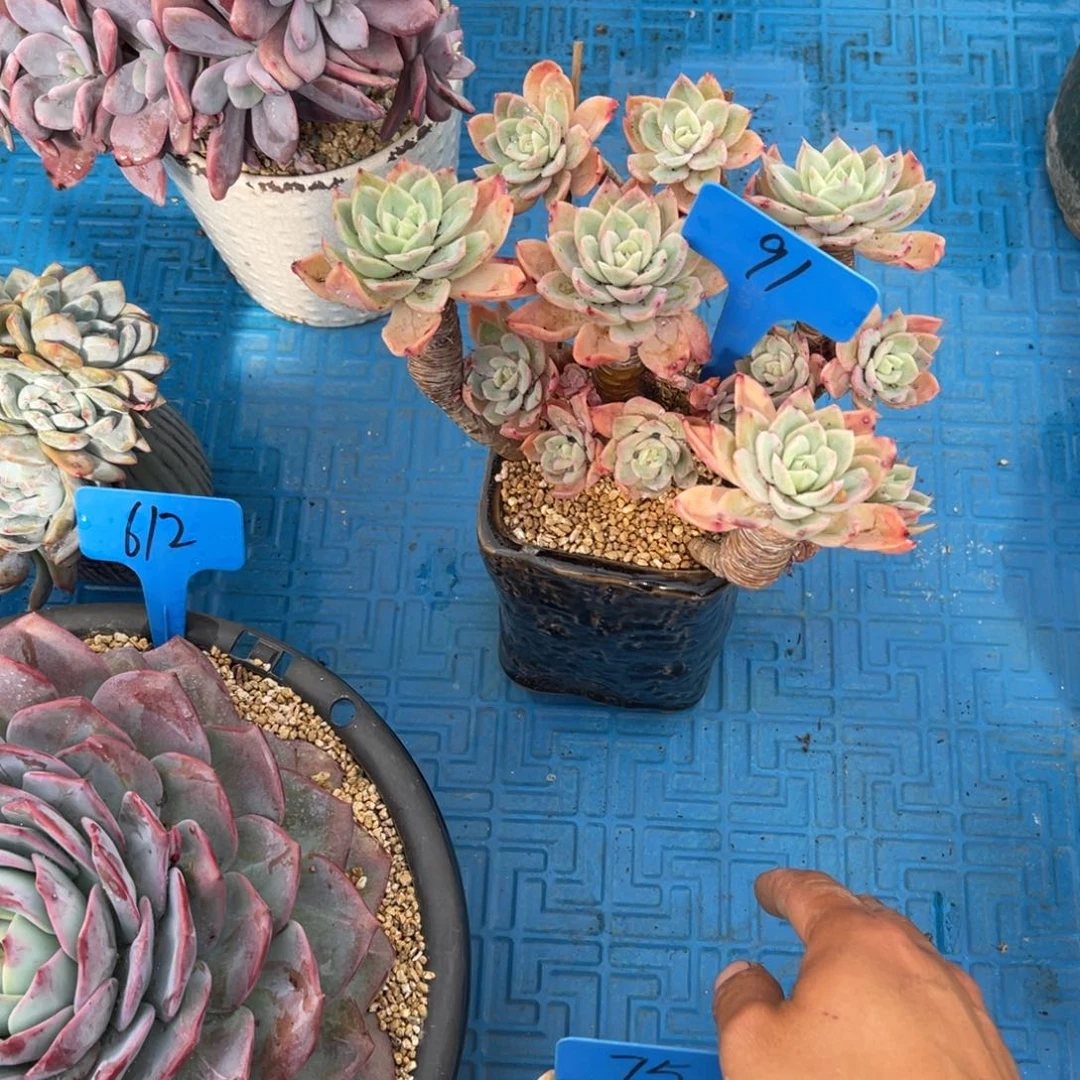 萌*豆0091丝绸面纱多肉