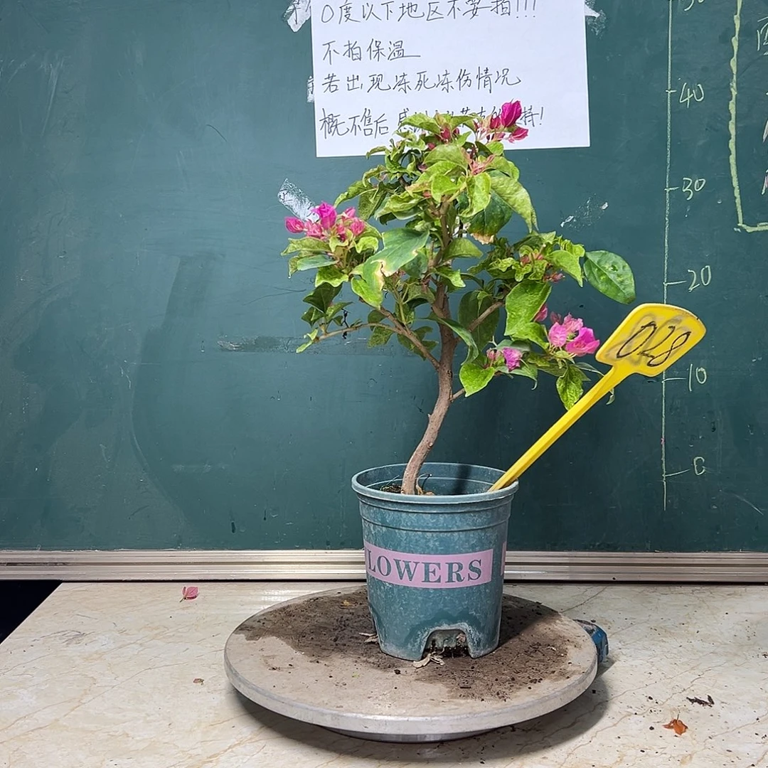 完全开放  造型 桑博士  028