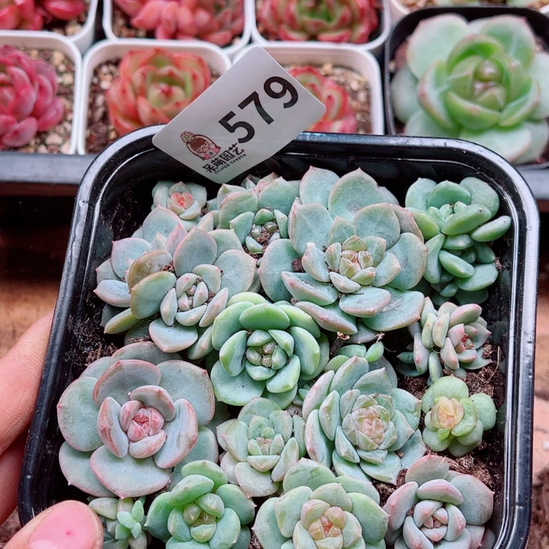 多肉植物多肉植物