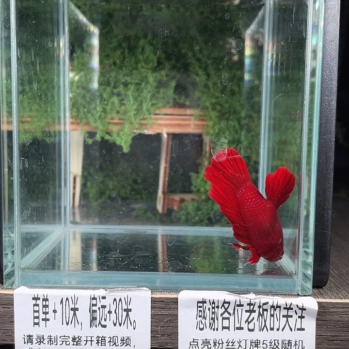 斗鱼活体不退不换谢谢