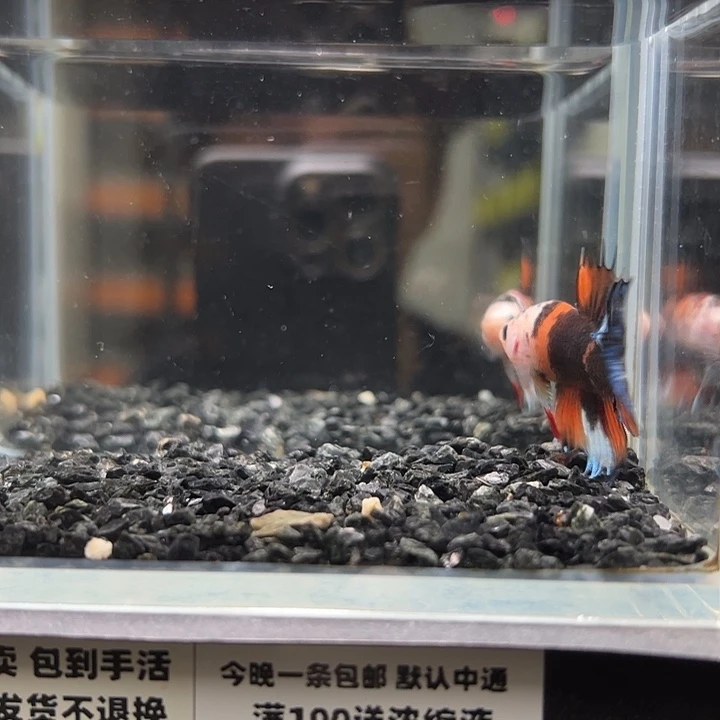 斗鱼竞拍跑单拉黑18日5