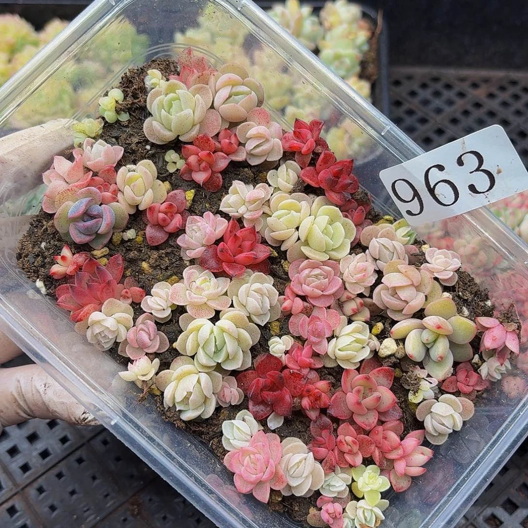 多肉植物多肉植物963