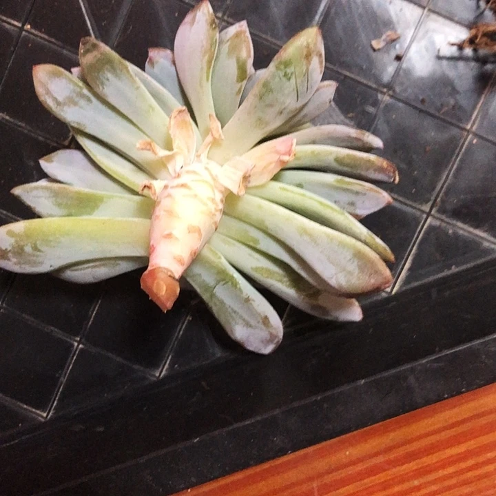 绅士专拍多肉植物