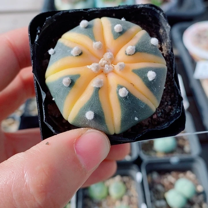 生石花花花花花花花836