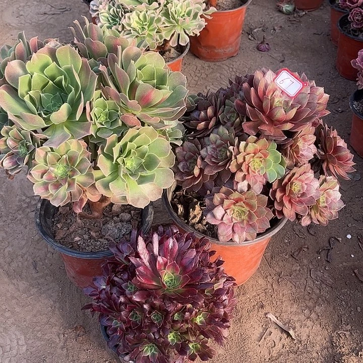 067多肉植物组合，