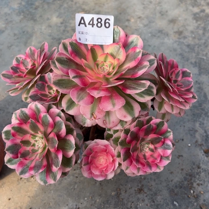 486倾城小精品18厘米左右