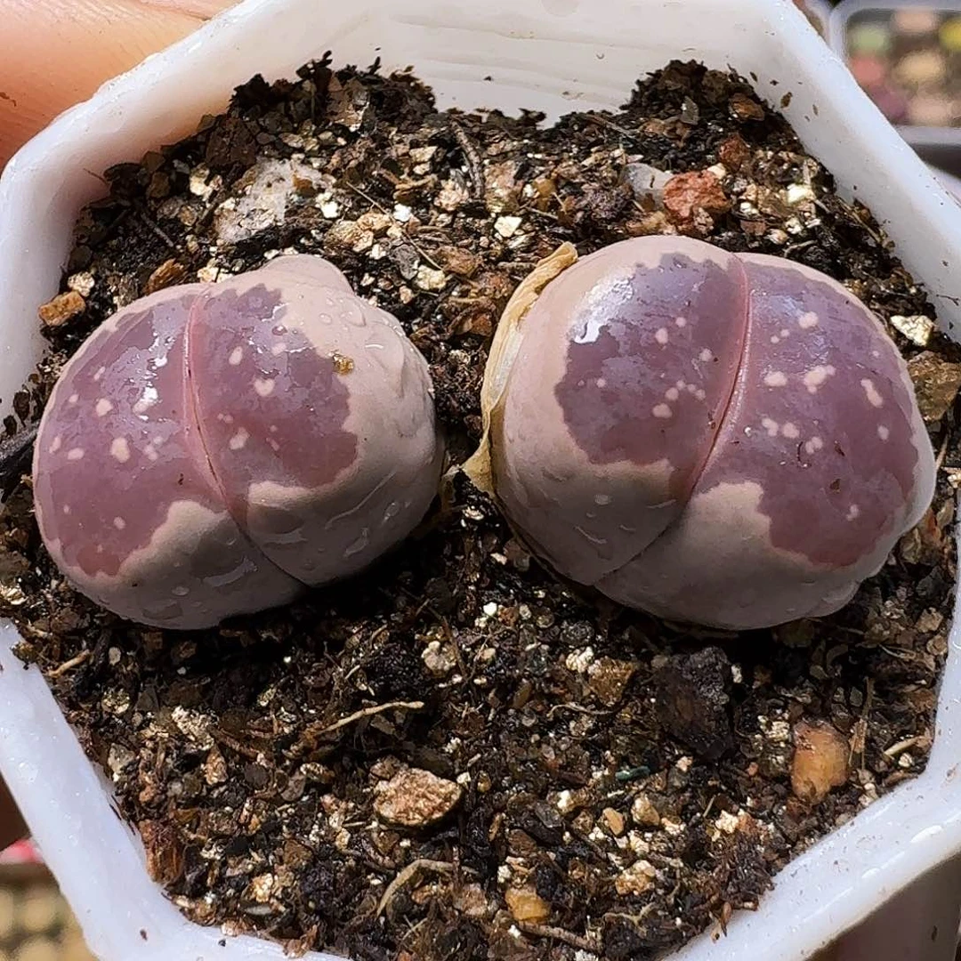 生石花等11111111。  283