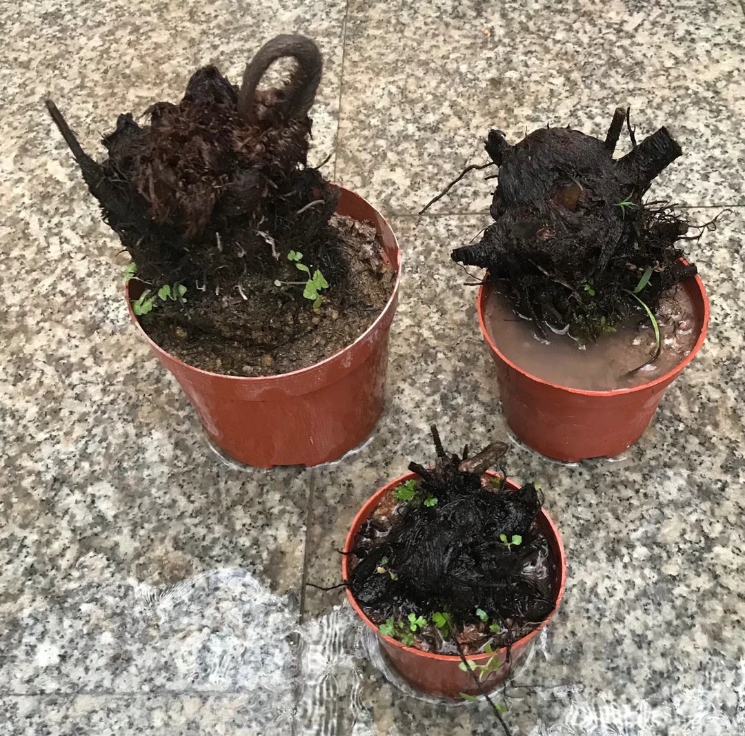 桌面绿植摆放虹鳞蕨室内绿植盆栽摆设禅意生活中式小盆栽