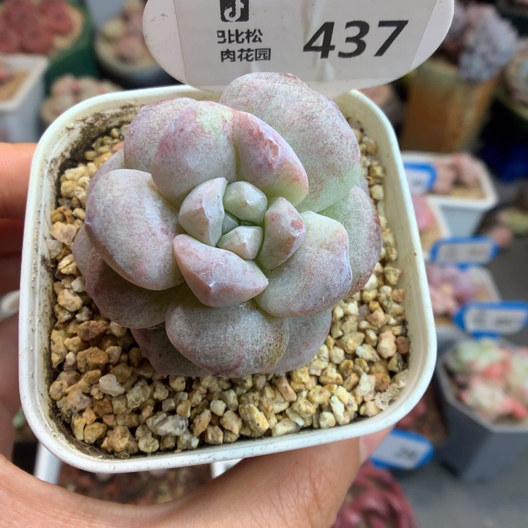 437紫色冰玉石化多肉