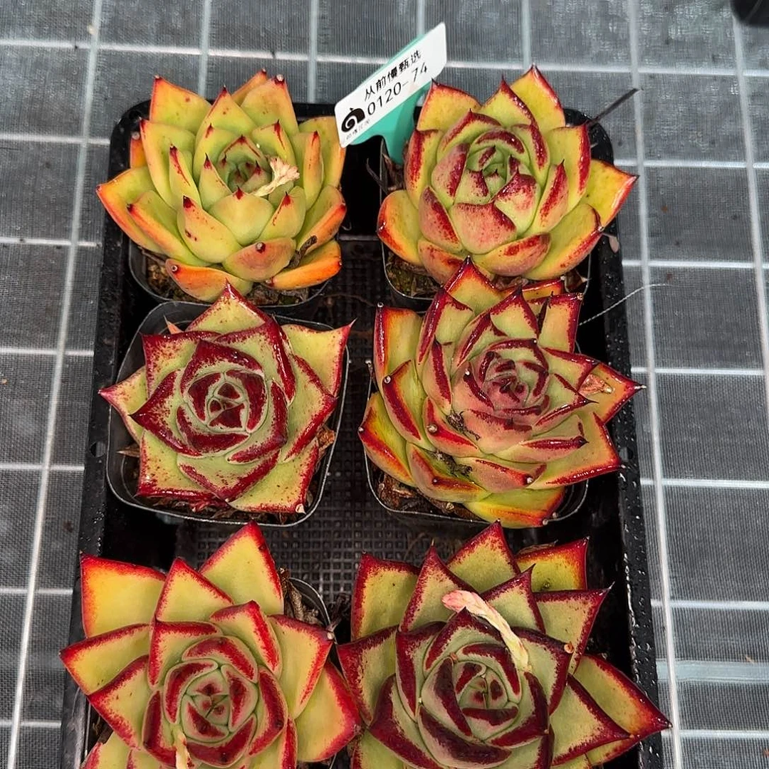 从前慢花园精选0120-74