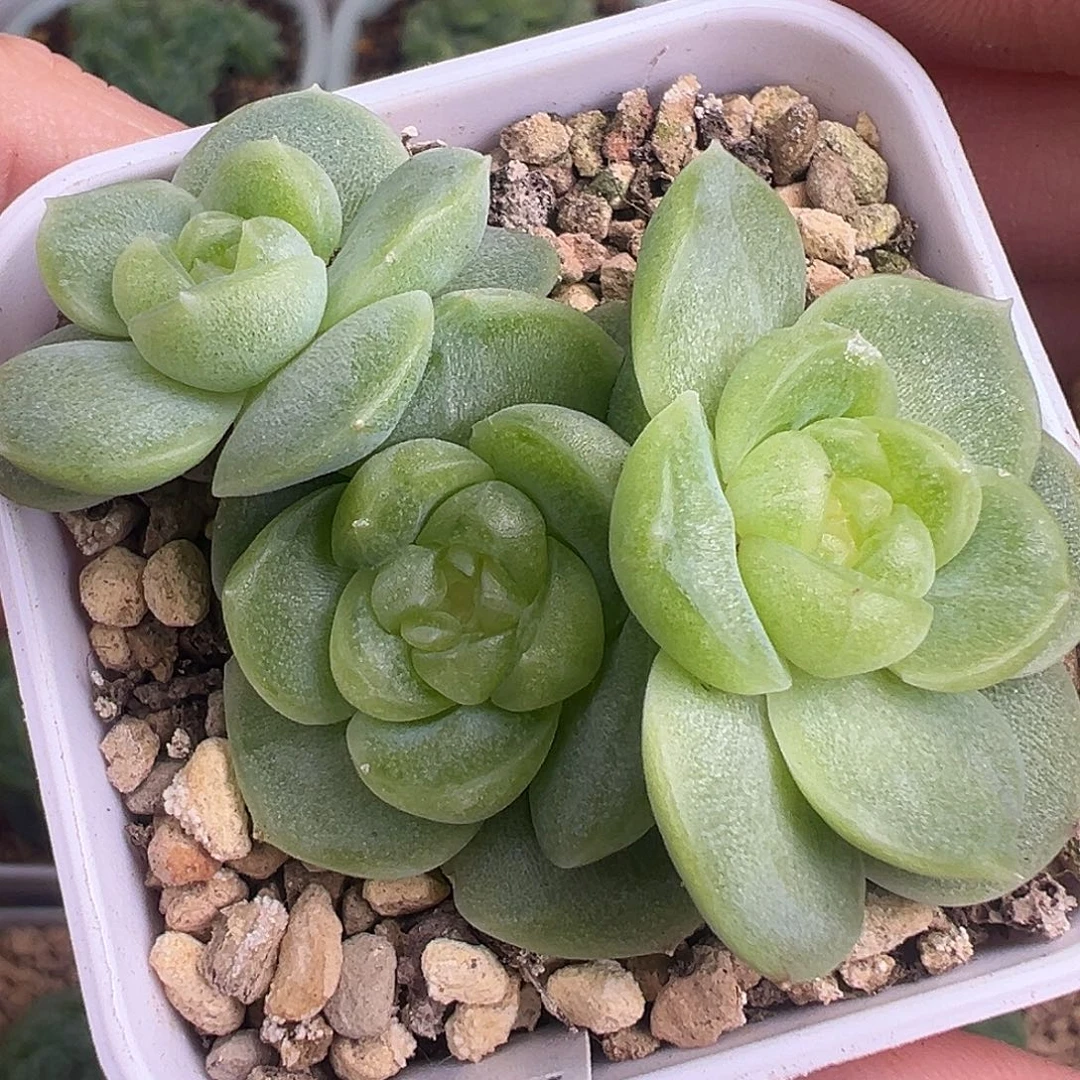 流光。三头。原价150