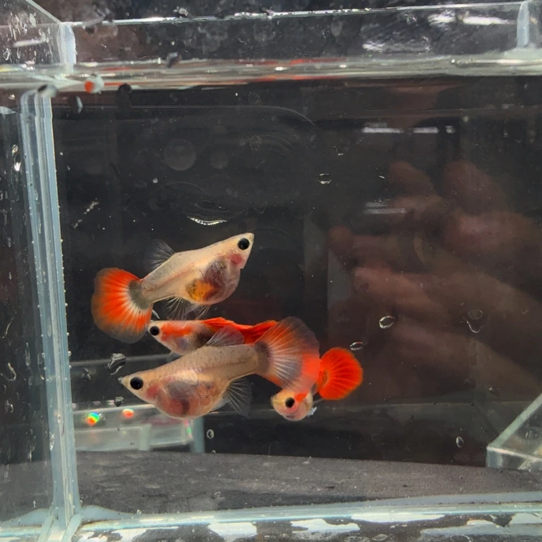 孔雀鱼折扇玻璃猫球体两对