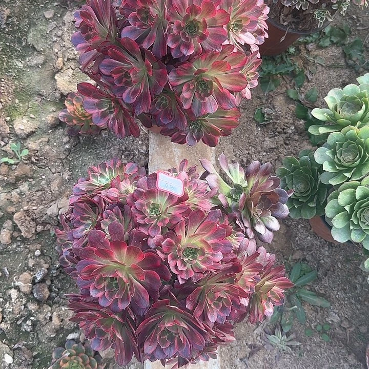 多肉植物两颗安娜8号不包损