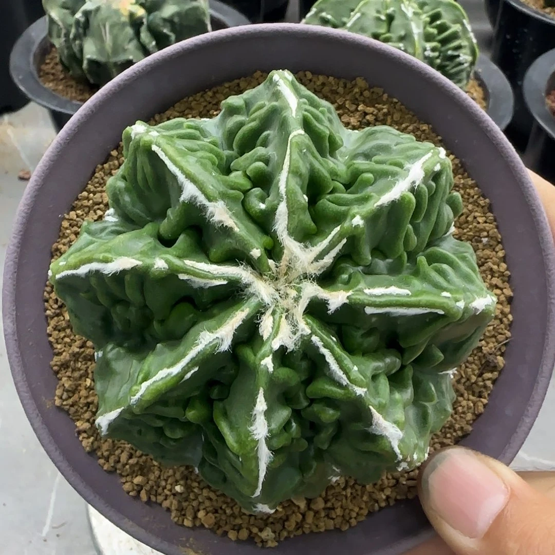 核桃鸾凤玉自根0010