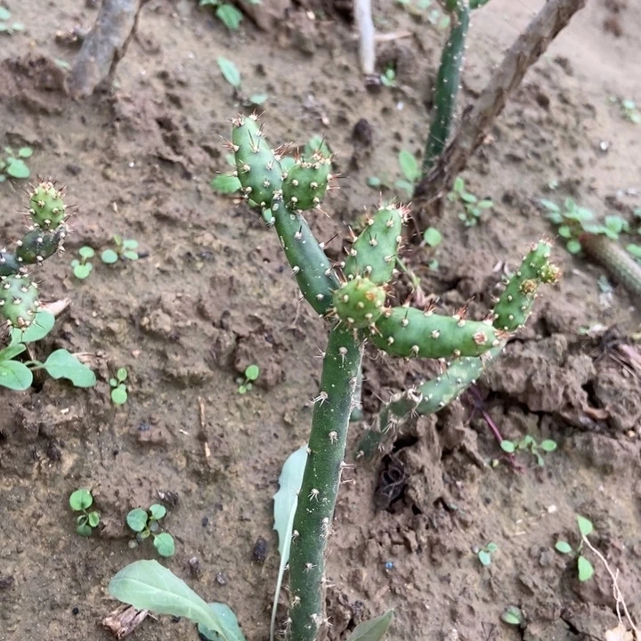 鹿角梅一棵有侧芽芽