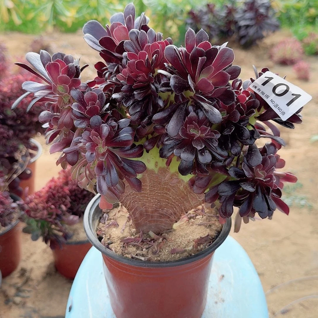 101欧紫一颗满28包邮