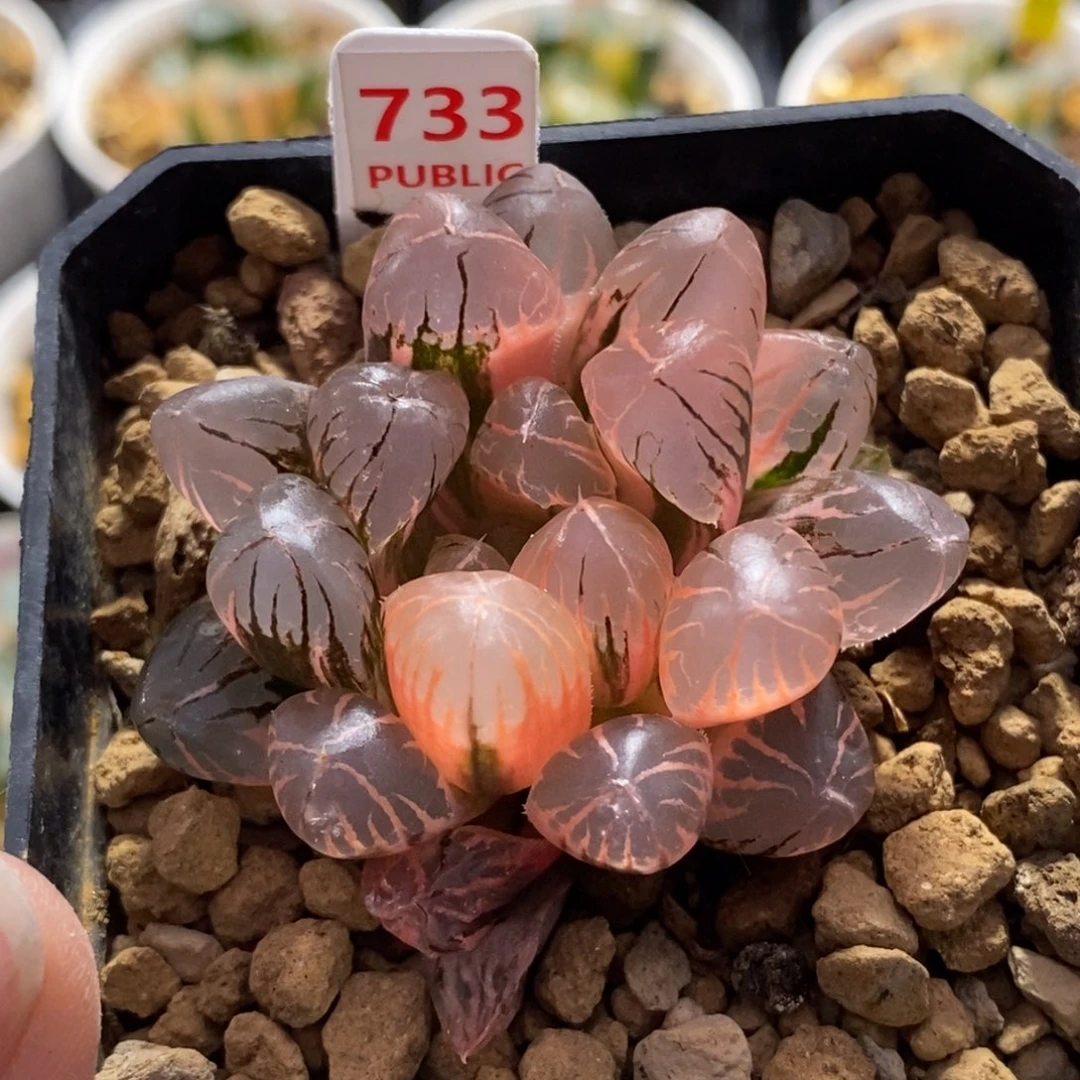 奶****733红太阳玉露锦一物一图