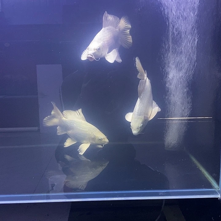 海水鱼蝴蝶鲤普身