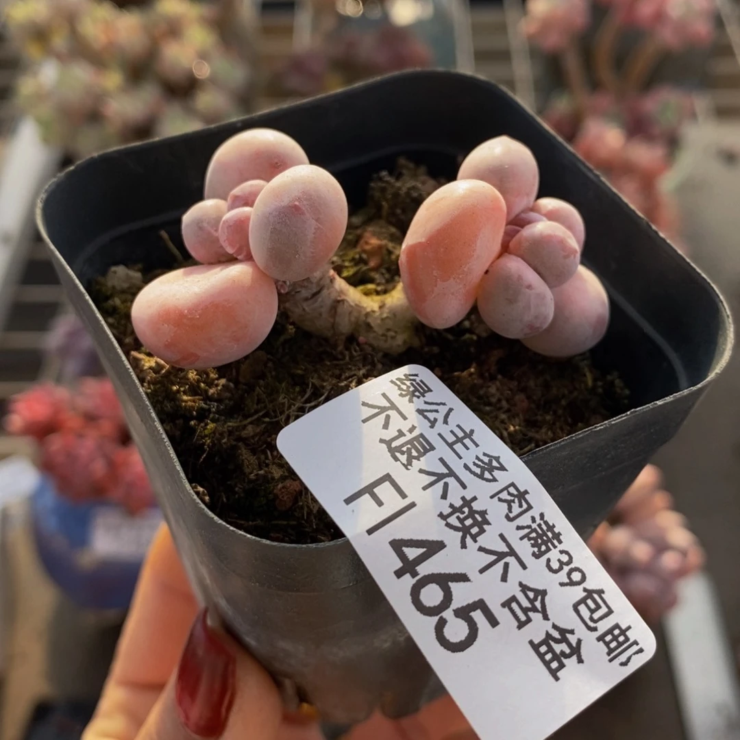 香芋奶酪465/5c m